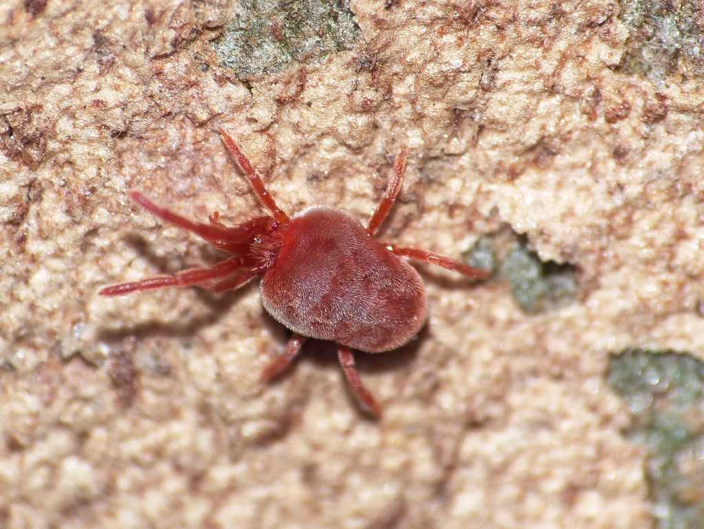 Trombidiidae - Torrimpietra (RM)